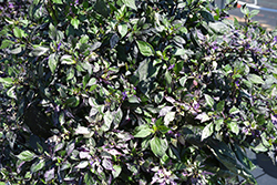 Calico Ornamental Pepper (Capsicum annuum 'Calico') at A Very Successful Garden Center