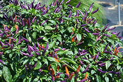 Sangria Ornamental Pepper (Capsicum annuum 'Sangria') at A Very Successful Garden Center