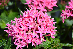 Lucky Star Deep Pink Star Flower (Pentas lanceolata 'PAS1187213') at A Very Successful Garden Center