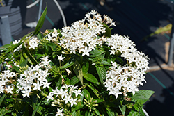Lucky Star White Star Flower (Pentas lanceolata 'PAS1284142') at A Very Successful Garden Center