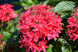 Lucky Star Lipstick Star Flower (Pentas lanceolata 'PAS1357699') at A Very Successful Garden Center