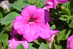 Easy Wave Pink Passion Petunia (Petunia 'Easy Wave Pink Passion') at A Very Successful Garden Center