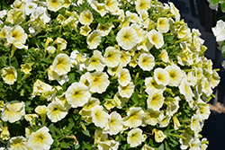 Easy Wave Yellow Petunia (Petunia 'Easy Wave Yellow') at A Very Successful Garden Center