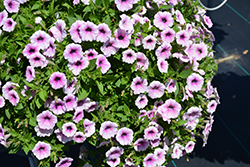 Shock Wave Pink Vein Petunia (Petunia 'Shock Wave Pink Vein') at A Very Successful Garden Center