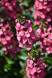Serenita Rose Angelonia (Angelonia angustifolia 'PAS1141456') at A Very Successful Garden Center