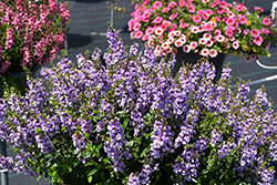 Serenita Sky Blue Angelonia (Angelonia angustifolia 'Serenita Sky Blue') at A Very Successful Garden Center
