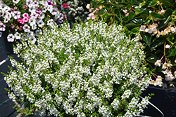 Serenita White Angelonia (Angelonia angustifolia 'PAS811168') at Lakeshore Garden Centres
