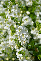 Serenita White Angelonia (Angelonia angustifolia 'PAS811168') at A Very Successful Garden Center
