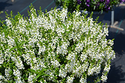 Serena White Angelonia (Angelonia angustifolia 'PAS1209522') at Lakeshore Garden Centres