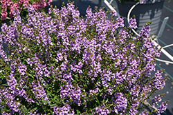 Serena Blue Angelonia (Angelonia angustifolia 'PAS1141443') at Lakeshore Garden Centres