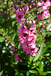 Serena Rose Angelonia (Angelonia angustifolia 'PAS1180775') at Lakeshore Garden Centres