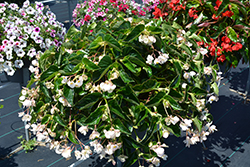 Dragon Wing White Begonia (Begonia 'Dragon Wing White') at Lakeshore Garden Centres