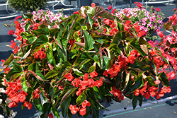 Dragon Wing Red Begonia (Begonia 'Dragon Wing Red') at A Very Successful Garden Center