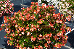 Hula Bicolor Red White Begonia (Begonia 'PAS1438022') at A Very Successful Garden Center