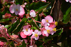 Hula Pink Begonia (Begonia 'PAS1350209') at A Very Successful Garden Center