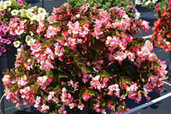 BabyWing Pink Begonia (Begonia 'BabyWing Pink') at Lakeshore Garden Centres