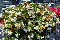 BabyWing White Begonia (Begonia 'BabyWing White') at A Very Successful Garden Center
