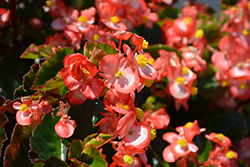 BabyWing Bicolor Begonia (Begonia 'BabyWing Bicolor') at A Very Successful Garden Center