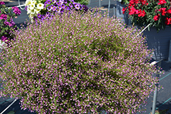Pink Shimmer Cuphea (Cuphea ramosissima 'PAS1303307') at A Very Successful Garden Center