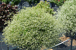 Glitz Euphorbia (Euphorbia graminea 'Glitz') at A Very Successful Garden Center