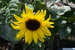 Sunbuzz Sunflower (Helianthus annuus 'Sunbuzz') at A Very Successful Garden Center