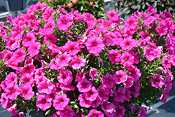 Durabloom Hot Pink Petunia (Petunia 'Durabloom Hot Pink') at A Very Successful Garden Center