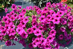 Durabloom Purple Petunia (Petunia 'Durabloom Purple') at Lakeshore Garden Centres