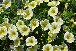 Durabloom Yellow Petunia (Petunia 'Durabloom Yellow') at A Very Successful Garden Center