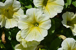 Durabloom Yellow Petunia (Petunia 'Durabloom Yellow') at A Very Successful Garden Center