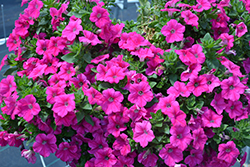 Sweetunia Hot Pink Petunia (Petunia 'Sweetunia Hot Pink') at Lakeshore Garden Centres