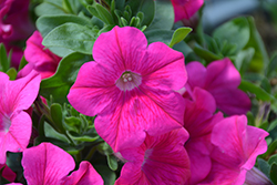 Sweetunia Hot Pink Petunia (Petunia 'Sweetunia Hot Pink') at A Very Successful Garden Center