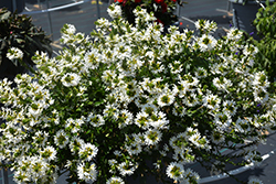 Scala White Fan Flower (Scaevola aemula 'Scala White') at A Very Successful Garden Center