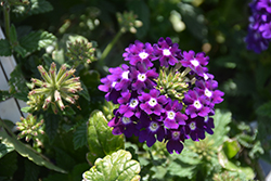 Lascar Dark Violet Verbena (Verbena 'KLEVP15483') at Lakeshore Garden Centres