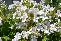 Marcada White Geranium (Pelargonium 'KLEIP19284') at A Very Successful Garden Center