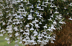 Hot+ White Lobelia (Lobelia 'Hot Plus White') at A Very Successful Garden Center
