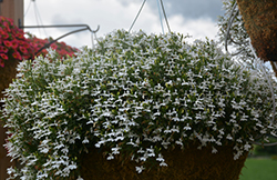 Hot+ White Lobelia (Lobelia 'Hot Plus White') at A Very Successful Garden Center