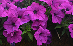 Capella Purple Petunia (Petunia 'Capella Purple') at A Very Successful Garden Center