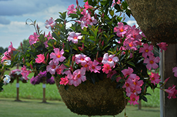 Diamantina Tourmaline Pink Bush Mandevilla (Mandevilla 'LANSOUTHCAROLINA') at A Very Successful Garden Center