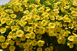 Cha-Cha Yellow Calibrachoa (Calibrachoa 'Balchaelo') at Lakeshore Garden Centres