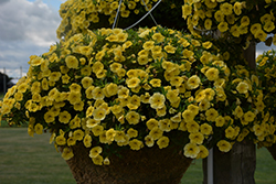 Cha-Cha Yellow Calibrachoa (Calibrachoa 'Balchaelo') at A Very Successful Garden Center