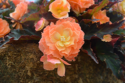 I'Conia Portofino Sunrise Begonia (Begonia 'I'Conia Portofino Sunrise') at A Very Successful Garden Center