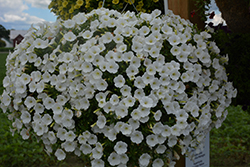 Supertunia Mini Vista White Petunia (Petunia 'USTUN87002') at Lakeshore Garden Centres