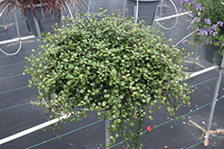 Big Leaf Creeping Wire Vine (Muehlenbeckia complexa 'Big Leaf') at A Very Successful Garden Center