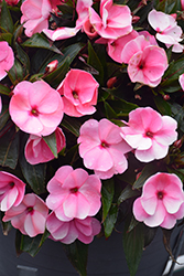 Infinity Pink New Guinea Impatiens (Impatiens hawkeri 'Visinpink') at A Very Successful Garden Center