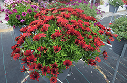 Bright Lights Red African Daisy (Osteospermum 'Bright Lights Red') at Lakeshore Garden Centres