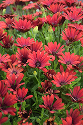 Bright Lights Red African Daisy (Osteospermum 'Bright Lights Red') at Lakeshore Garden Centres