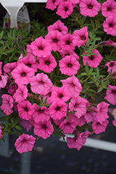 Supertunia Mini Vista Hot Pink Petunia (Petunia 'USTUN2401M') at Lakeshore Garden Centres