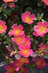 Mojave Pink Portulaca (Portulaca grandiflora 'Mojave Pink') at A Very Successful Garden Center