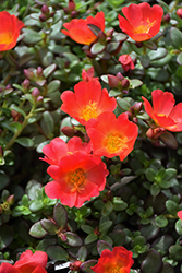 Mojave Red Portulaca (Portulaca grandiflora 'Mojave Red') at A Very Successful Garden Center