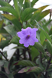 Machu Morado Mexican Petunia (Ruellia simplex 'R12-2-1') at A Very Successful Garden Center